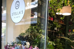 Stella's Plants